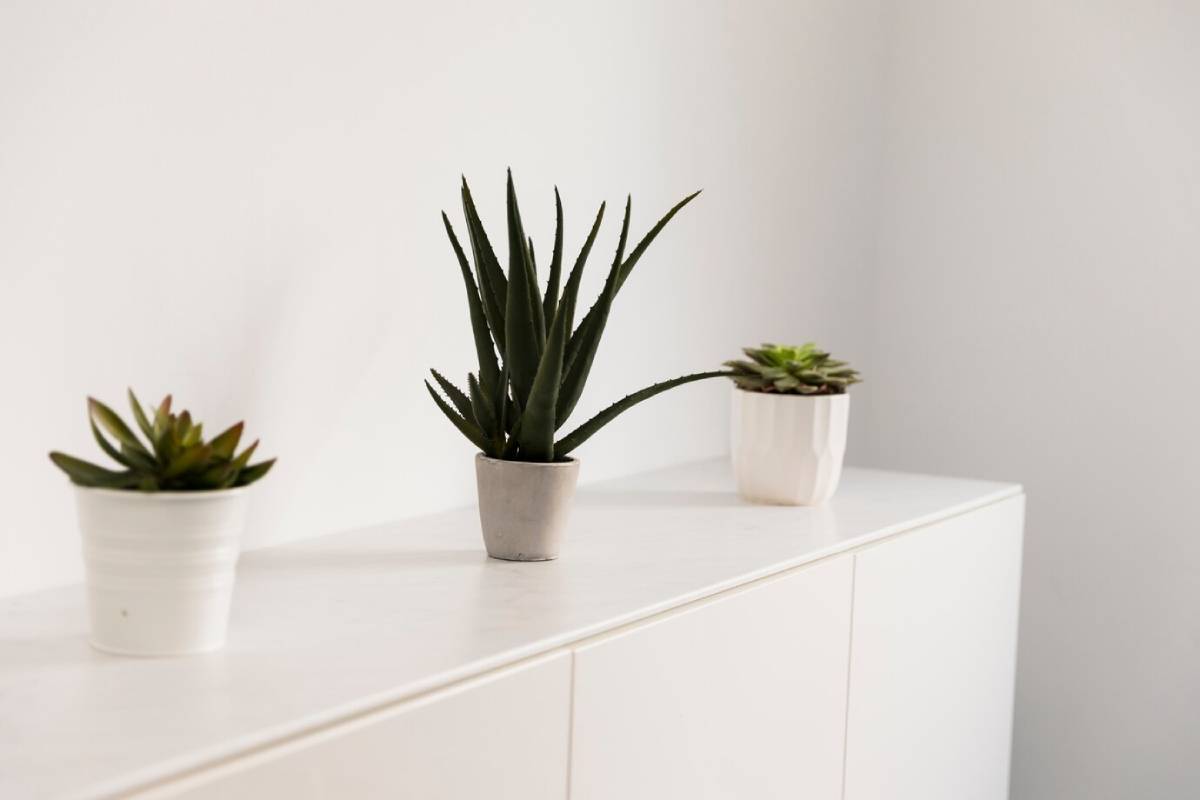 Three potted succulent plants on a white minimalist cabinet against a plain background. 