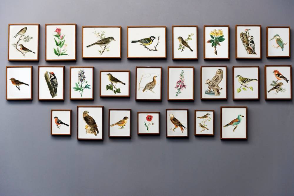  An array of framed illustrations of various birds and plants on a grey wall.