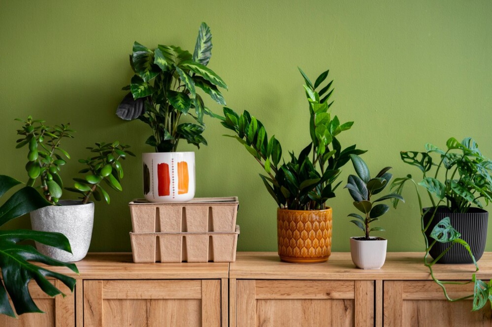 Various houseplants in stylish pots on a wooden cabinet against a green wall. 
