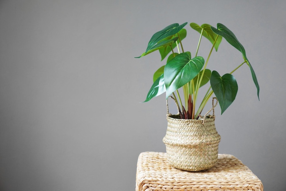  A potted plant with large green leaves in a woven basket on a wicker stool against a grey background.