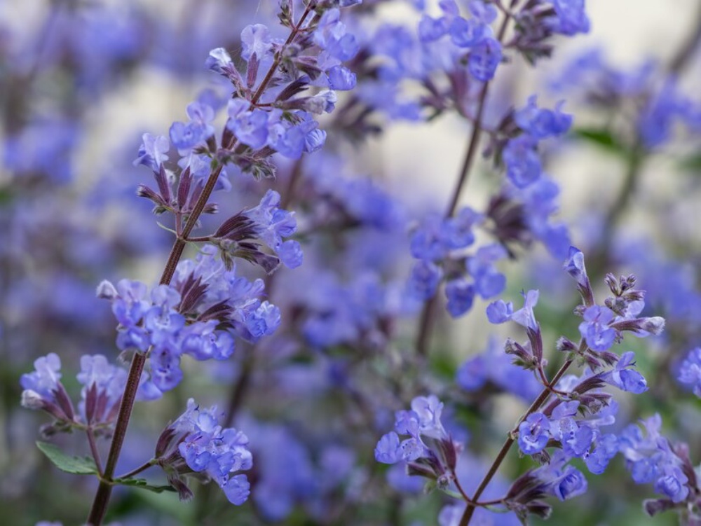   Close-up of delicate blue flowers in bloom on thin stems.