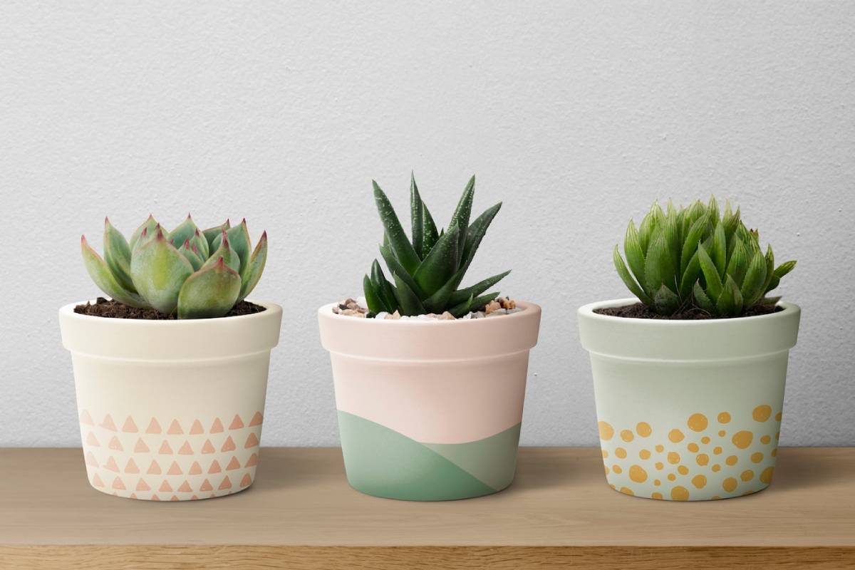 Three potted succulent plants on a wooden surface against a white wall.